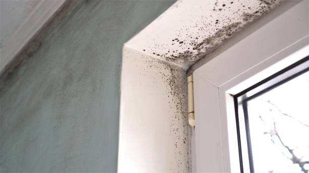 Best Toxic Mold Removal  in Fort Myers Shores, FL