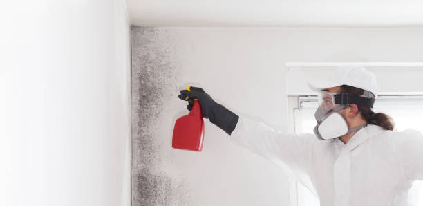 Best Black Mold Removal  in Fort Myers Shores, FL