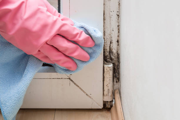 Best Attic Mold Removal  in Fort Myers Shores, FL