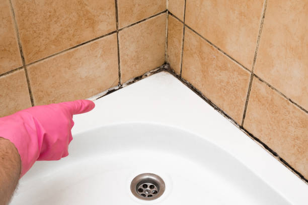 Best Residential Mold Removal  in Fort Myers Shores, FL